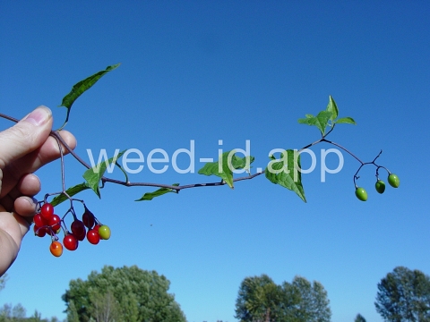 nightshade, bittersweet